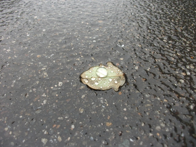 DSCF0418.JPG