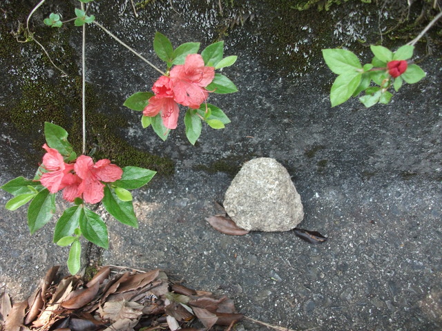 DSCF0817.JPG