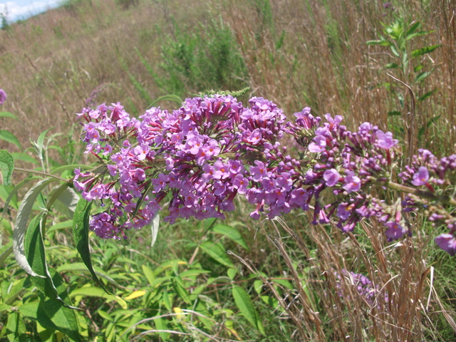 DSCF1058.JPG