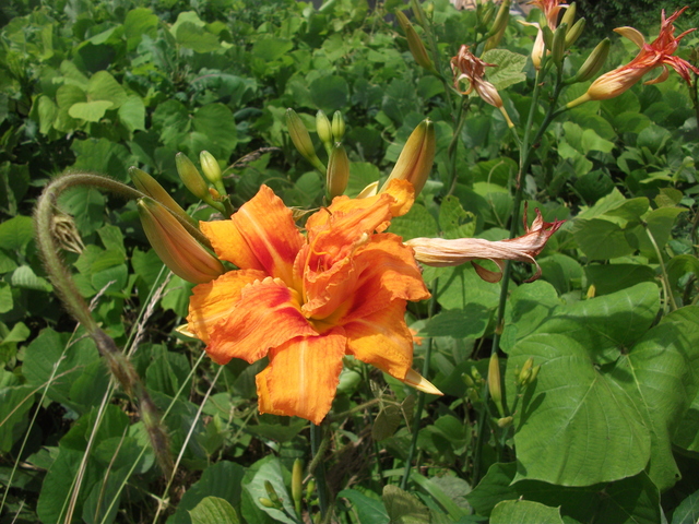 DSCF1076.JPG