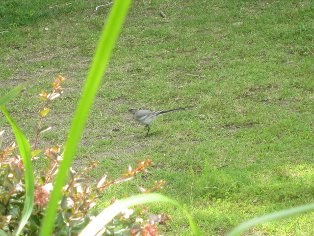 IMG_1140.JPG